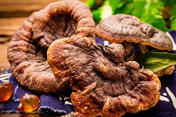 orgain Ganoderma lucidum extract powder (4)