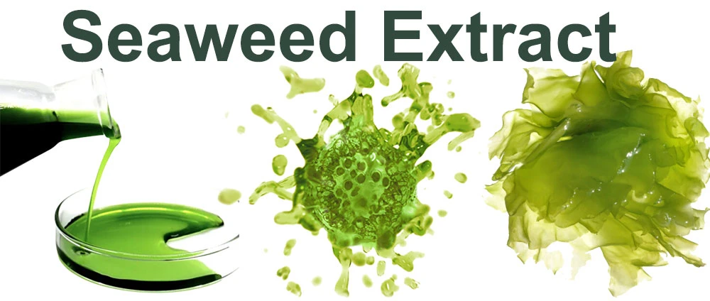 Seaweed-Extract